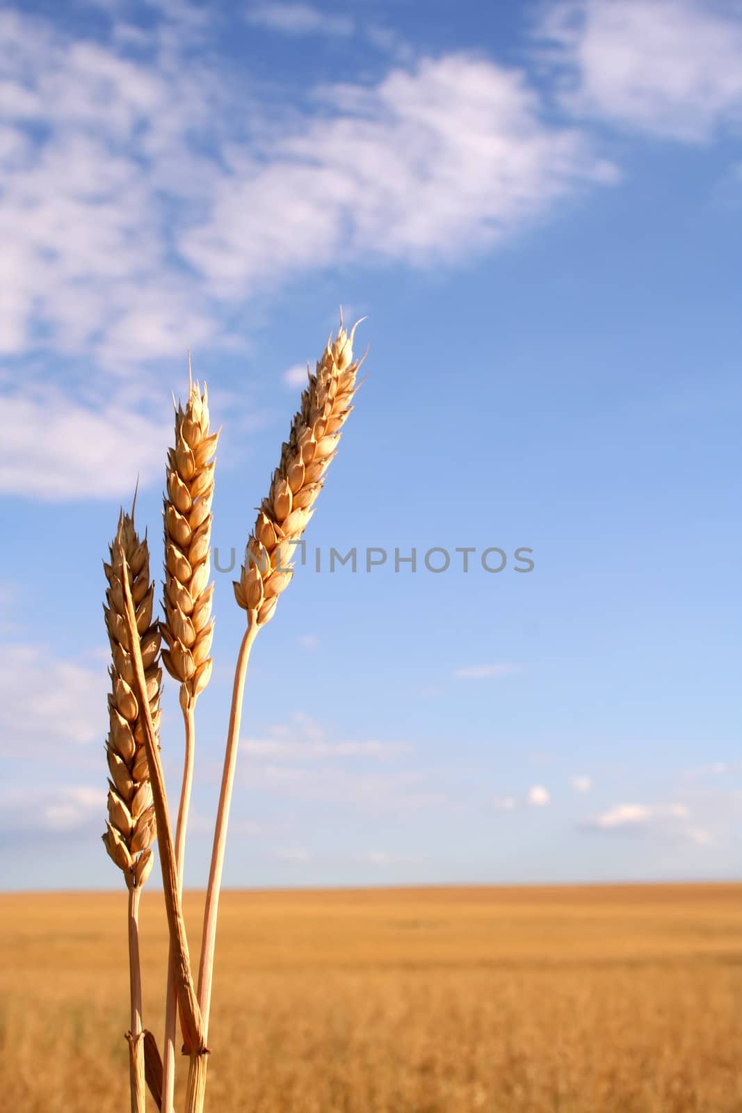 Corn field with three ears and the field on the background