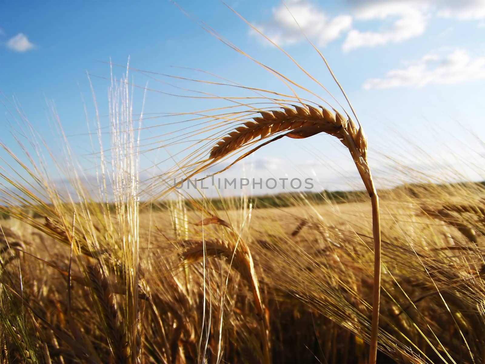 Ear of barley on cornfield background