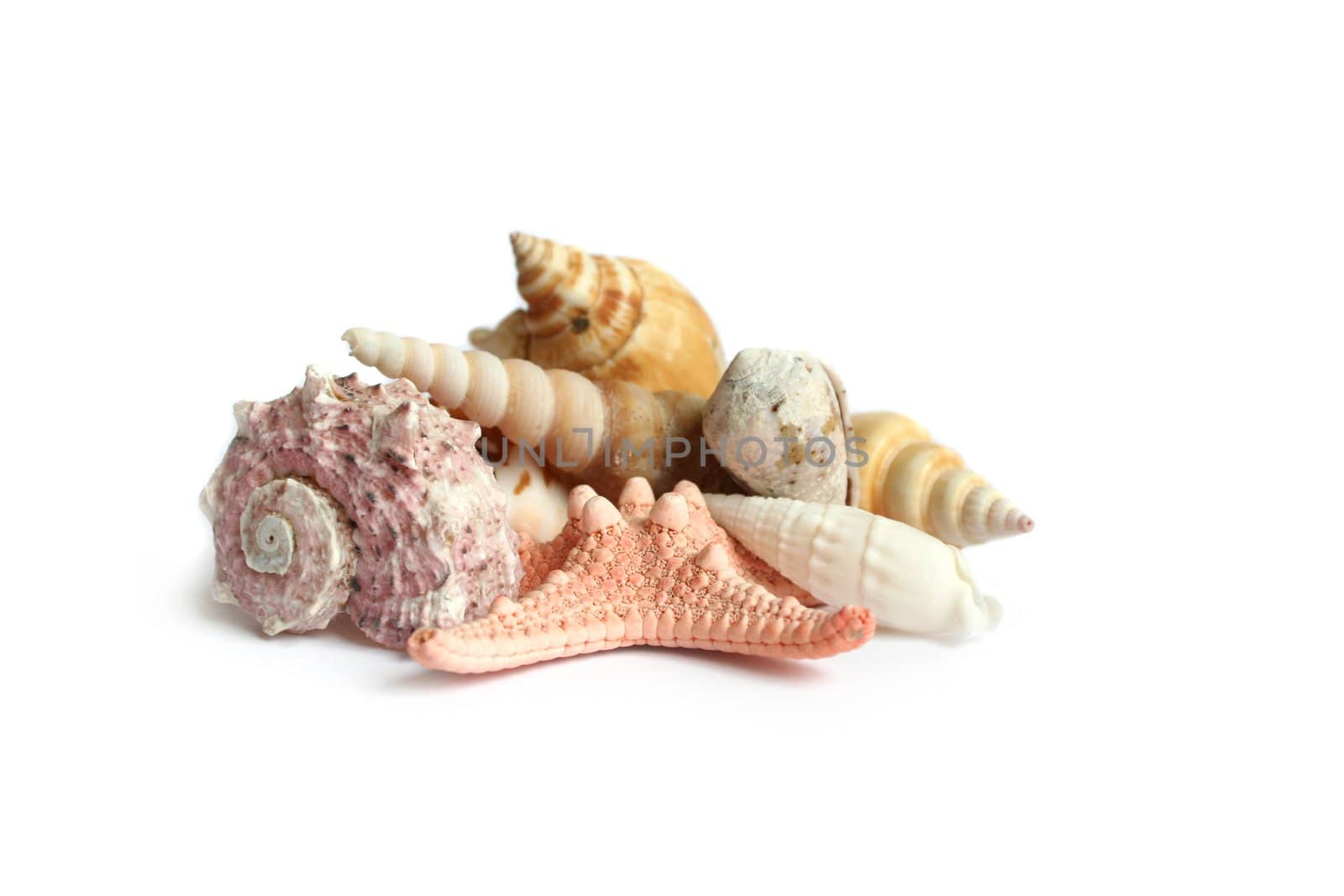 Small heap of seashells on a white background