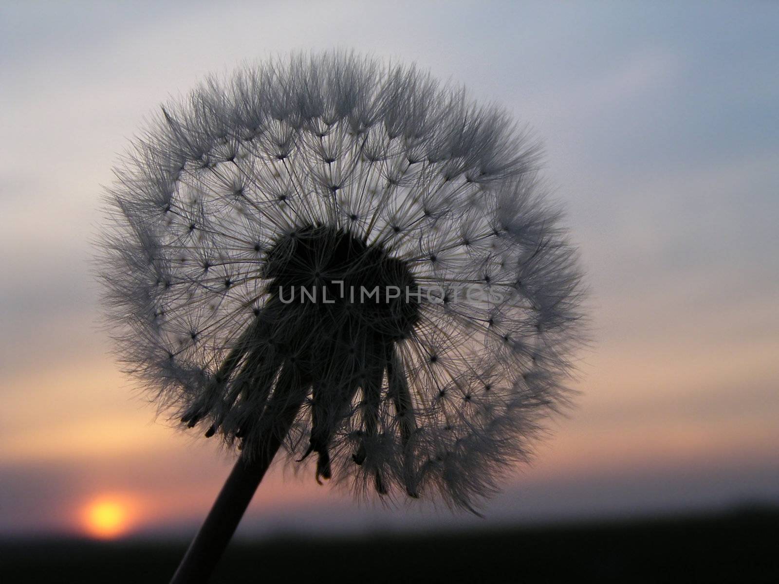 Romantic dandelion sunset - dandelion with sunset on the background