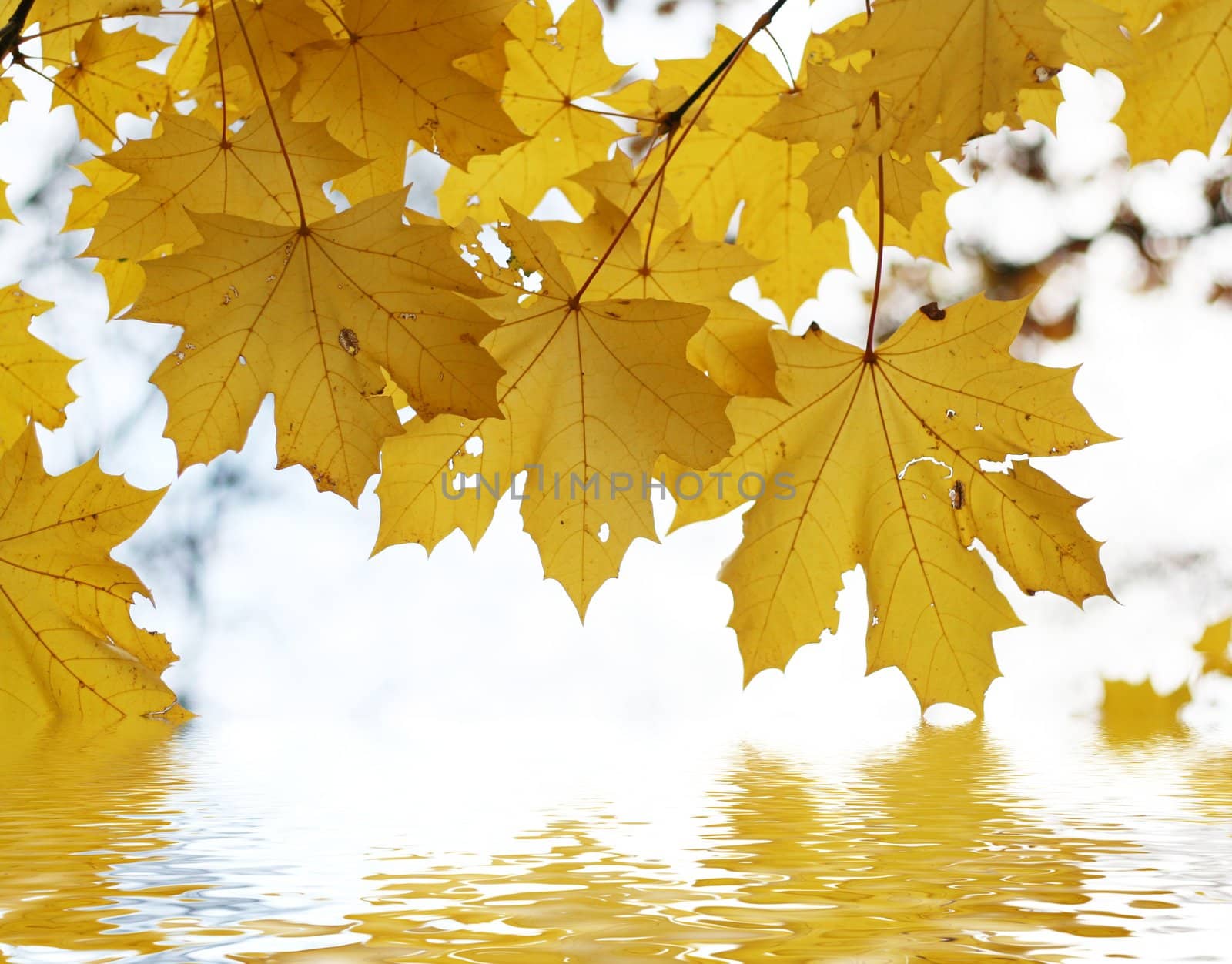 Autumn leafs above the water - fall background