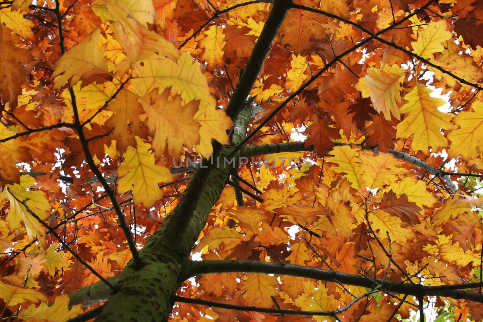 Autumn oak leafs on the tree
