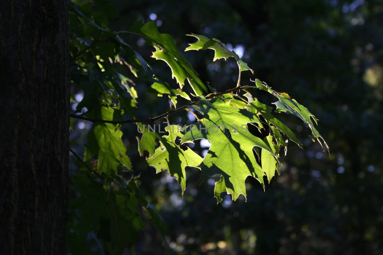 Oak leafs against the sun