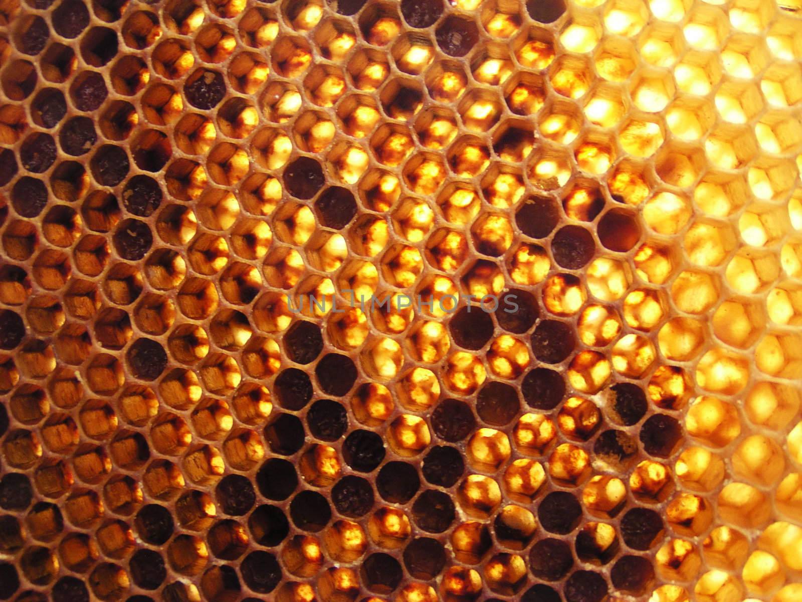 honeycomb full of honey aginst the sun