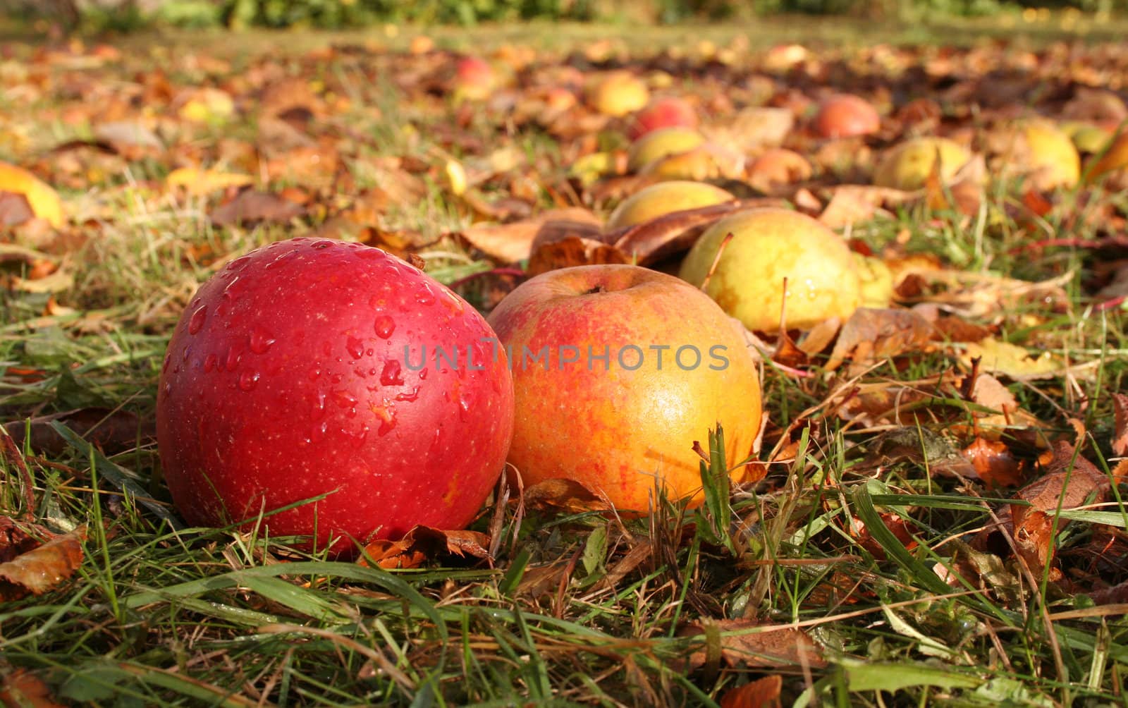 Autumn apples in grass