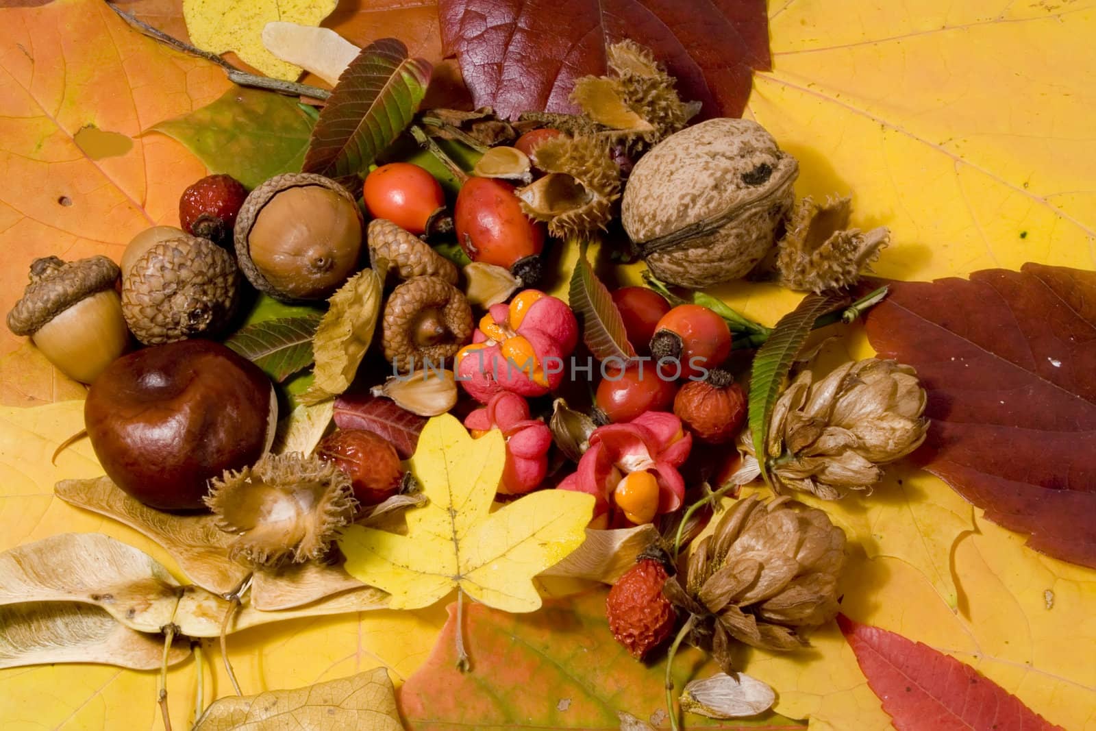 Autumn still life - colorful leafs and other autumn stuff