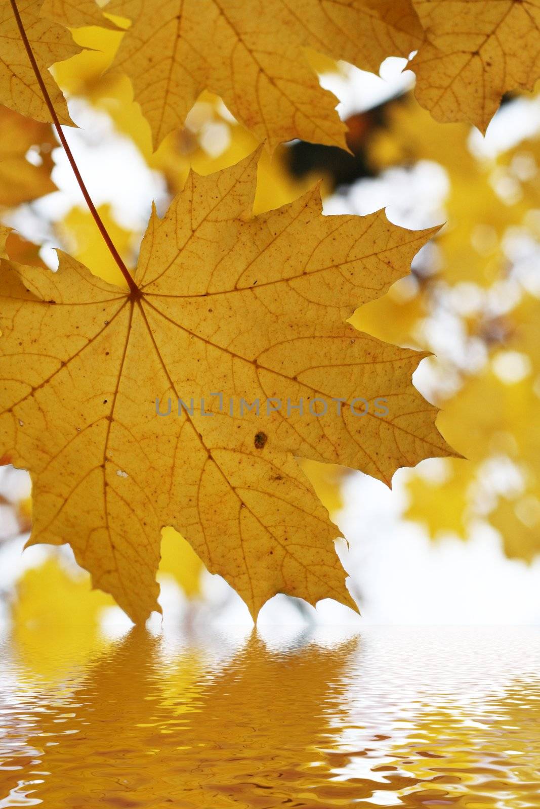 Autumn leafs above the water - fall background