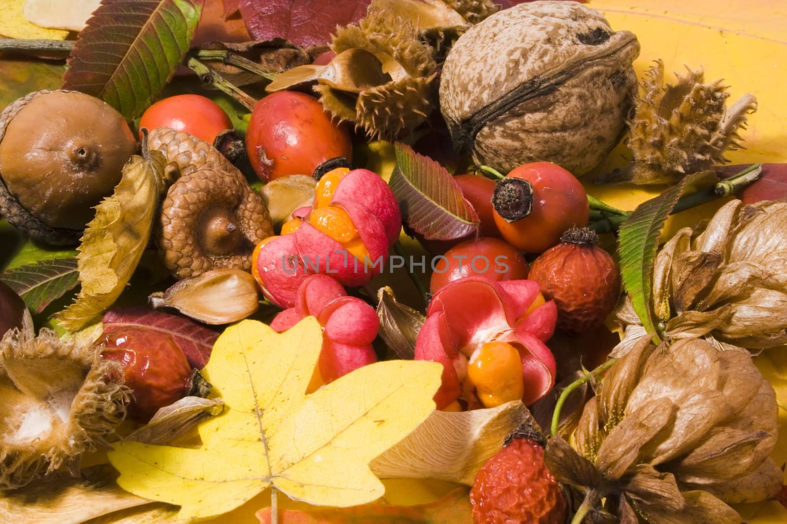Autumn still life - colorful leafs and other autumn stuff