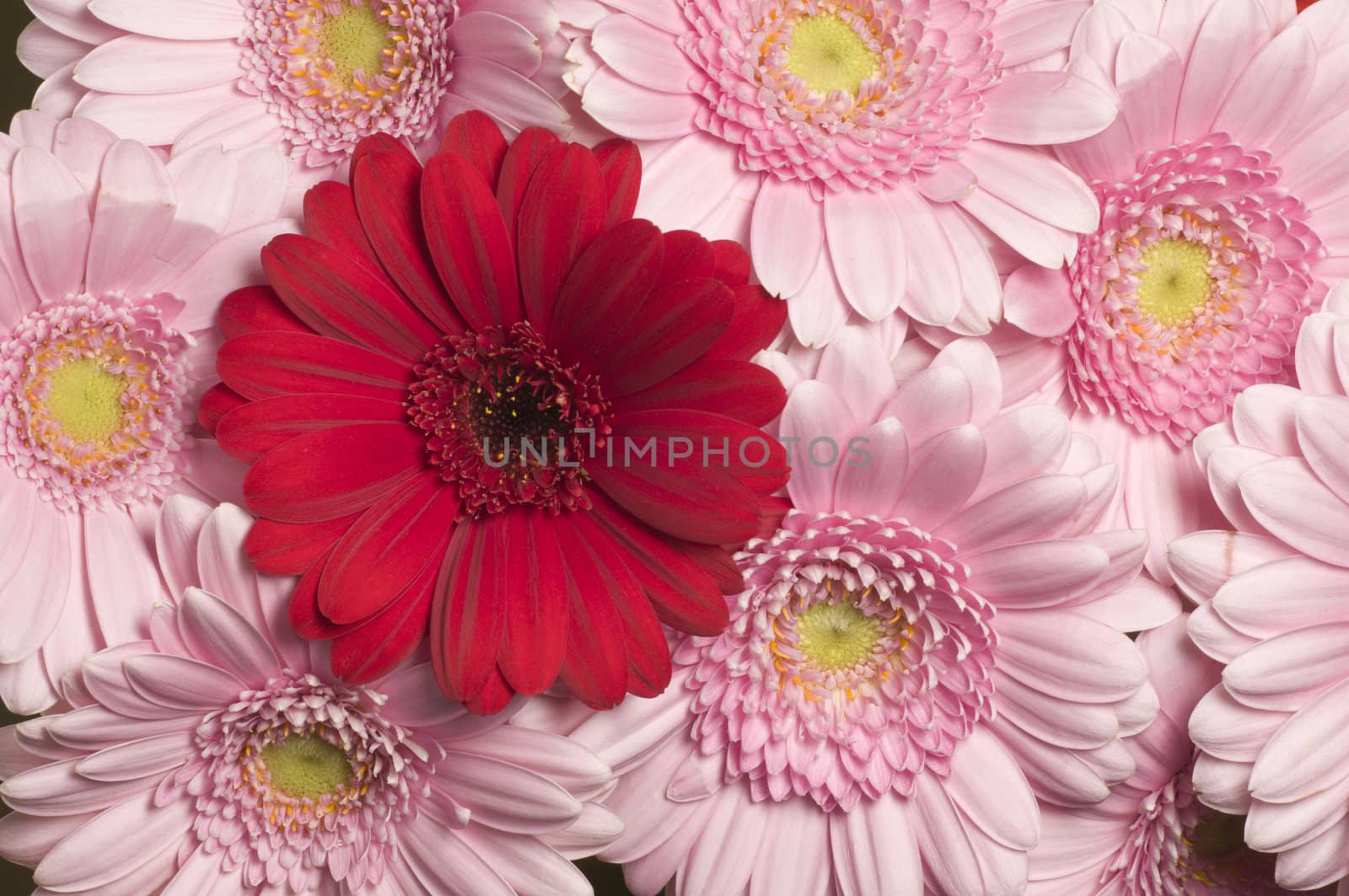 Pink, orange and red Gerber flowers in full bloom
