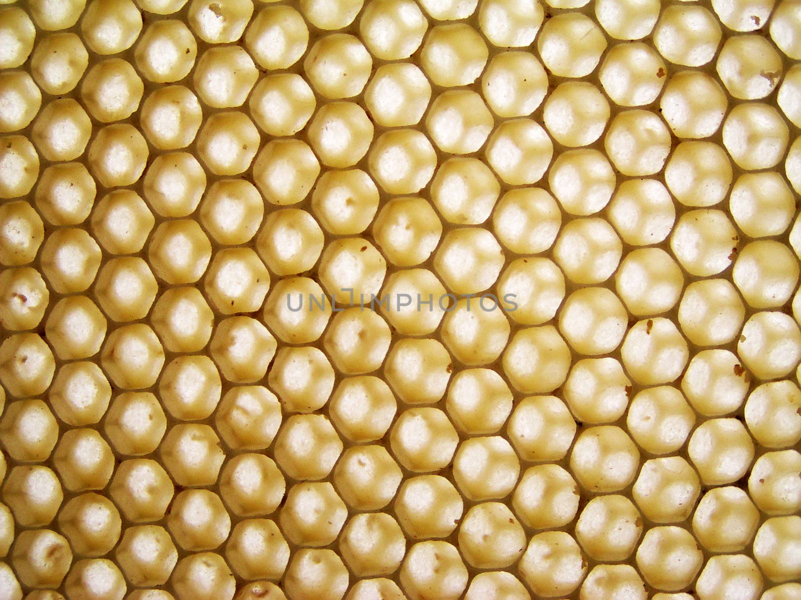 honeycomb full of honey aginst the sun