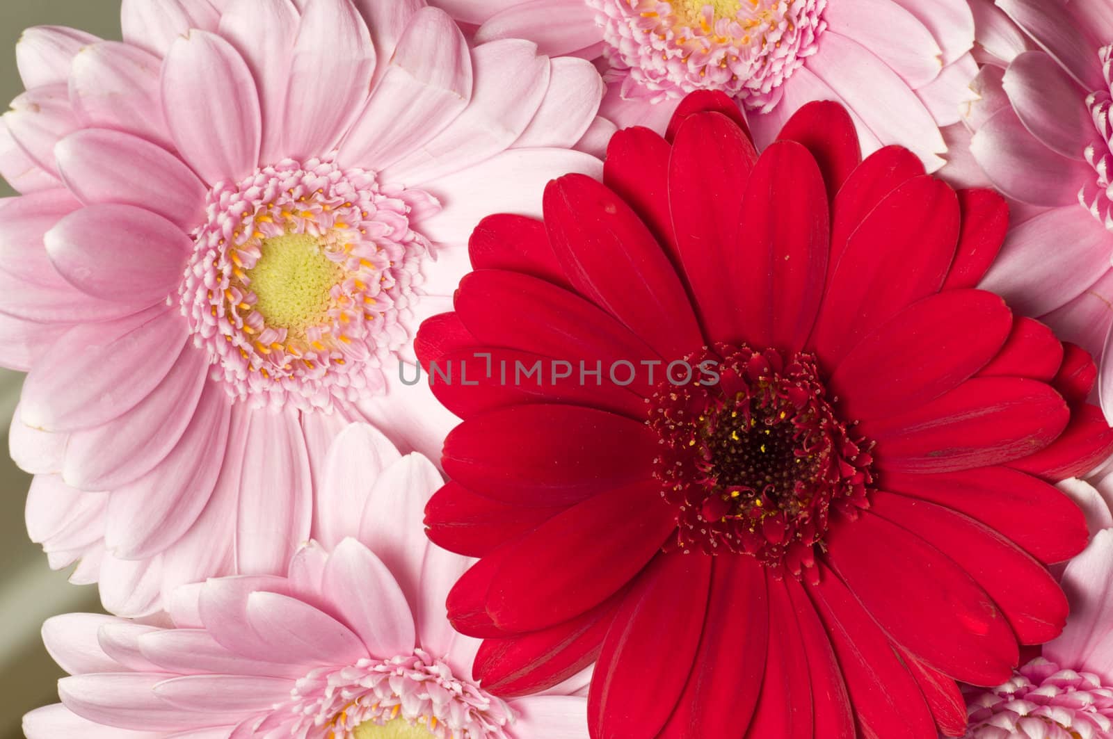 Pink, orange and red Gerber flowers in full bloom