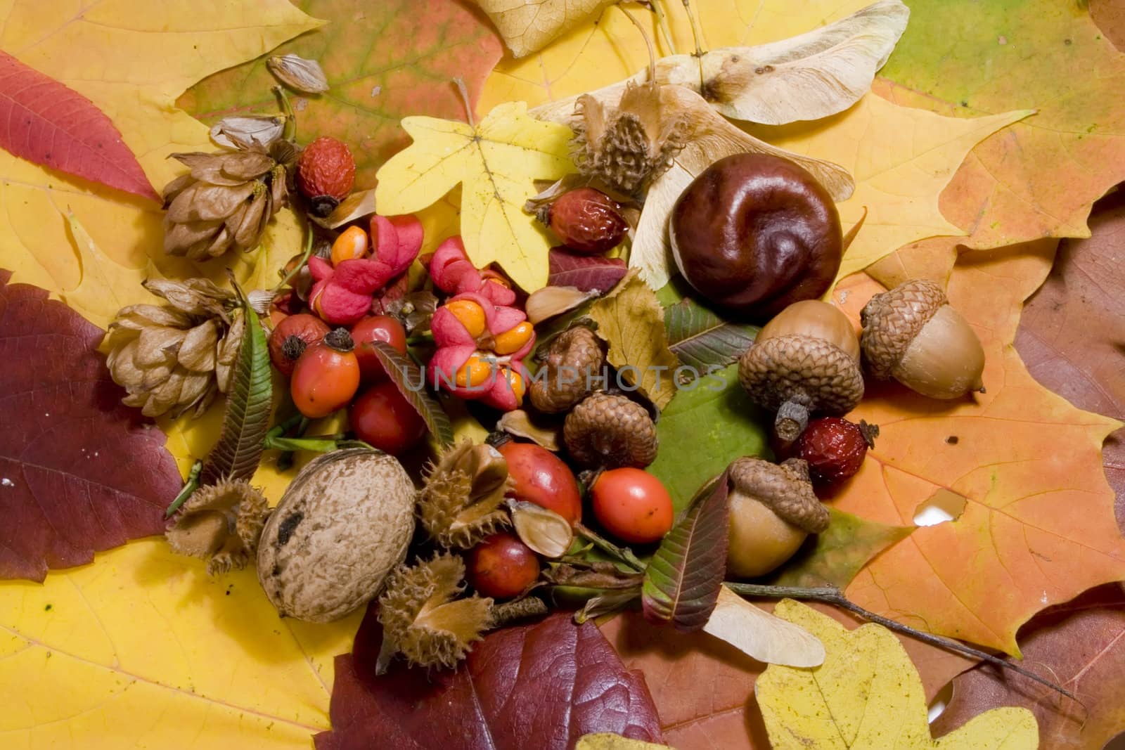 Autumn still life - colorful leafs and other autumn stuff