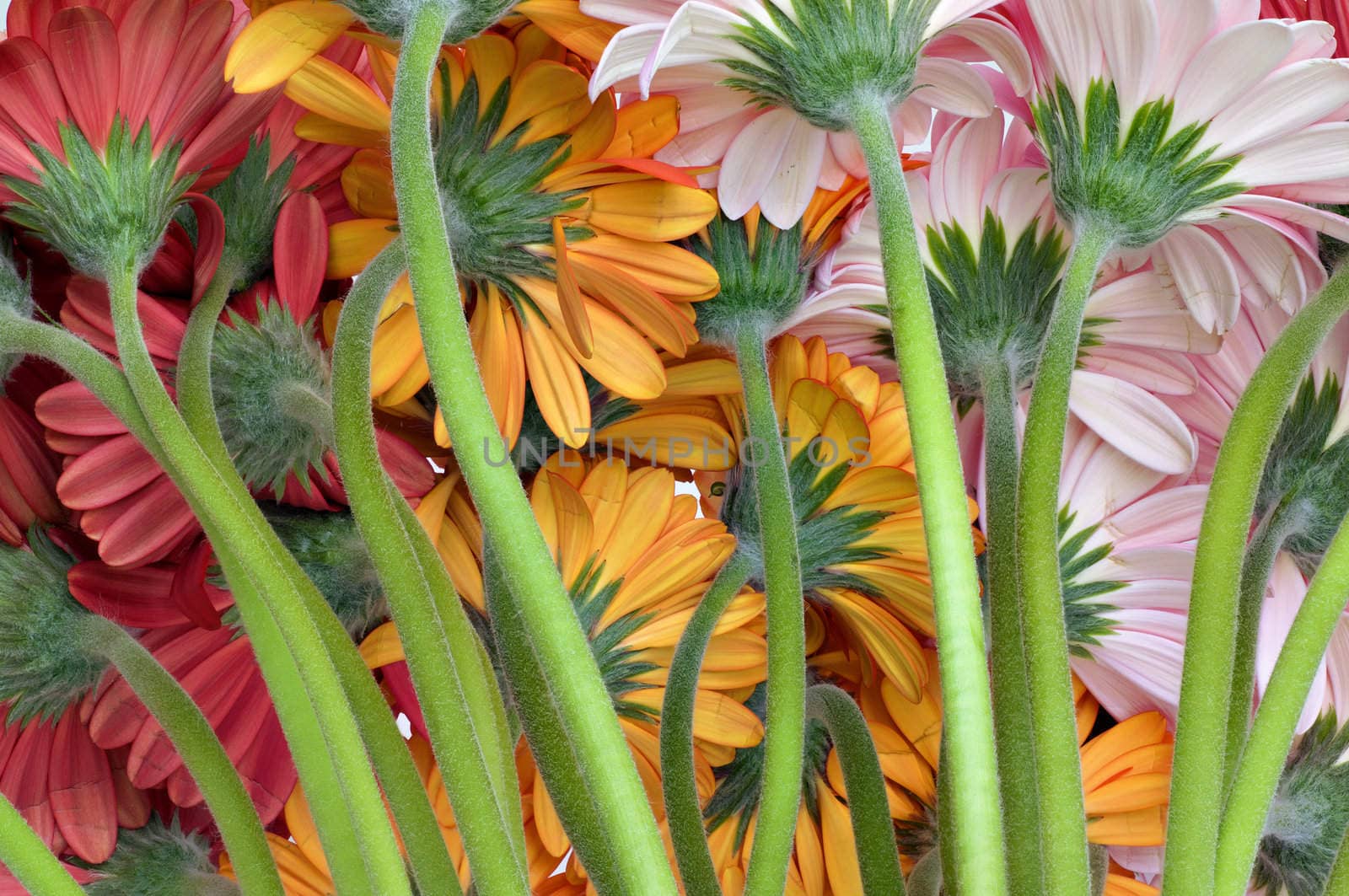 Pink, orange and red Gerber flowers in full bloom