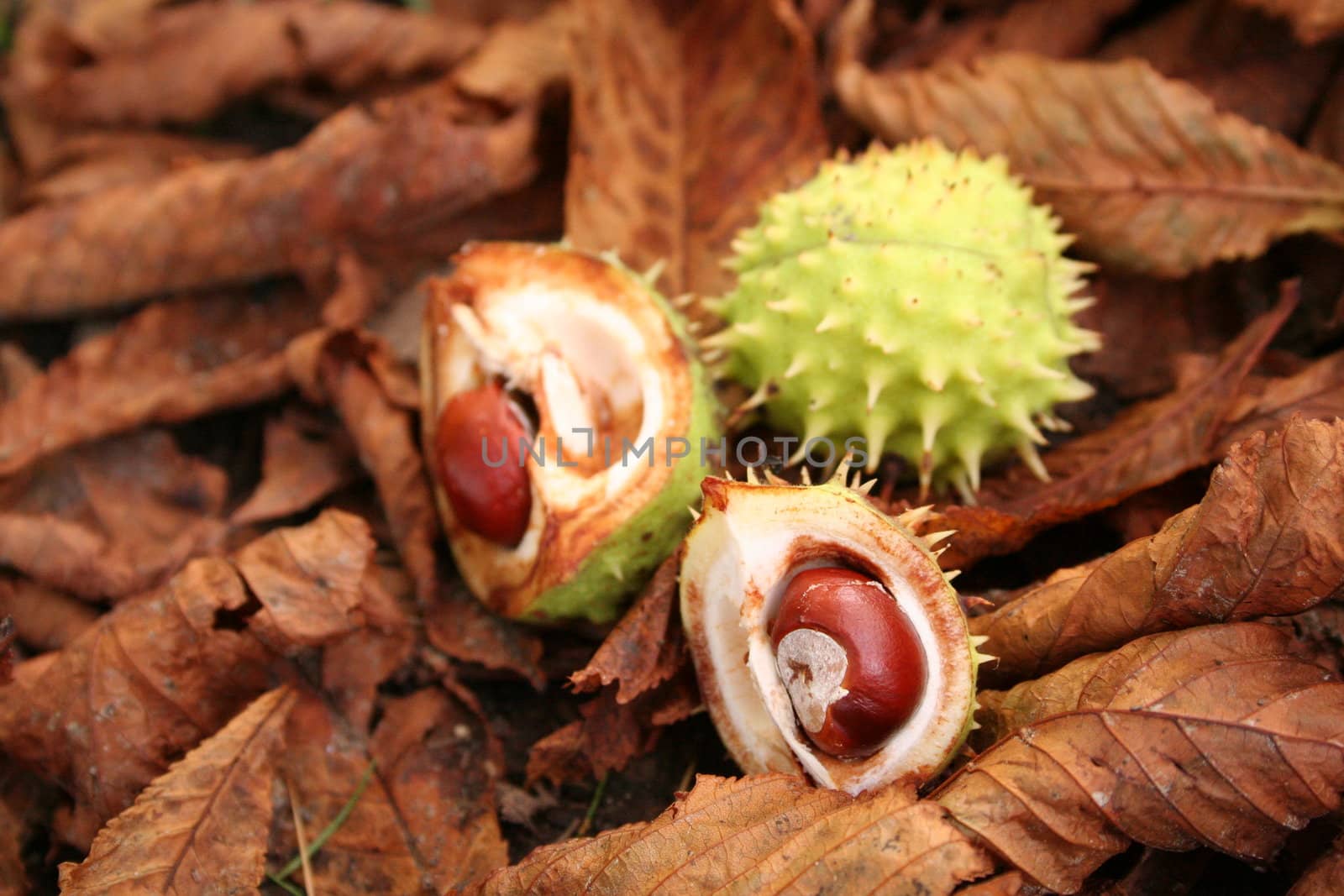 Chestnuts - autumn still-life