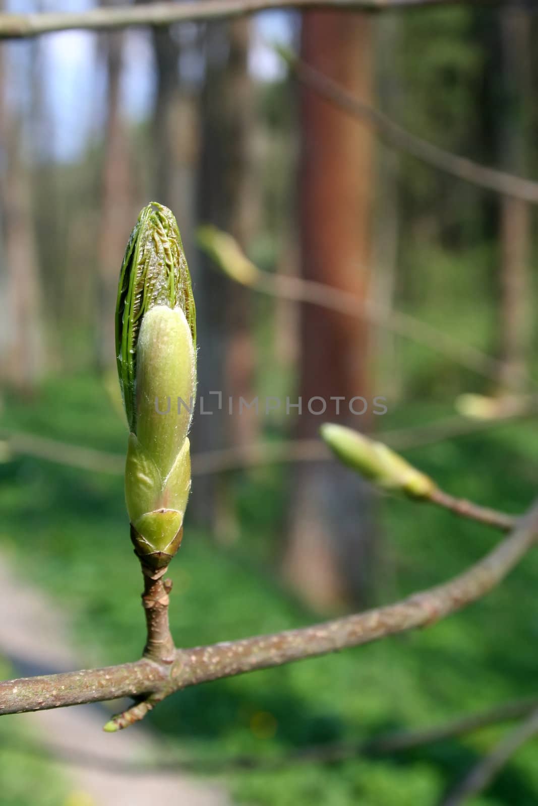 Spring bud on the tree