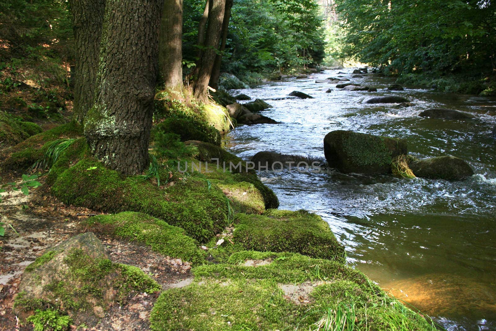 Wild creek in the deep forest