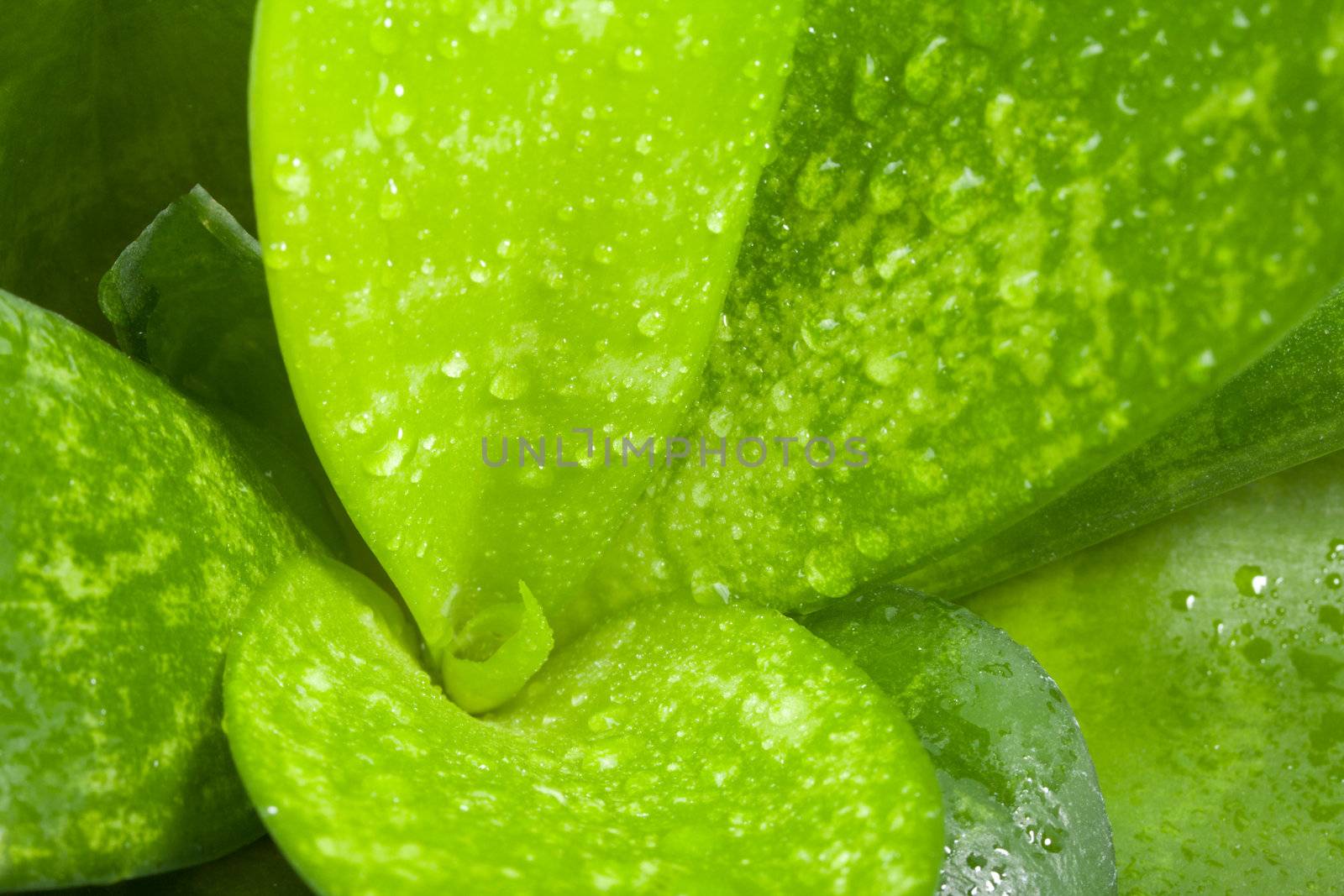 leaves of succulent with water drops, macro 