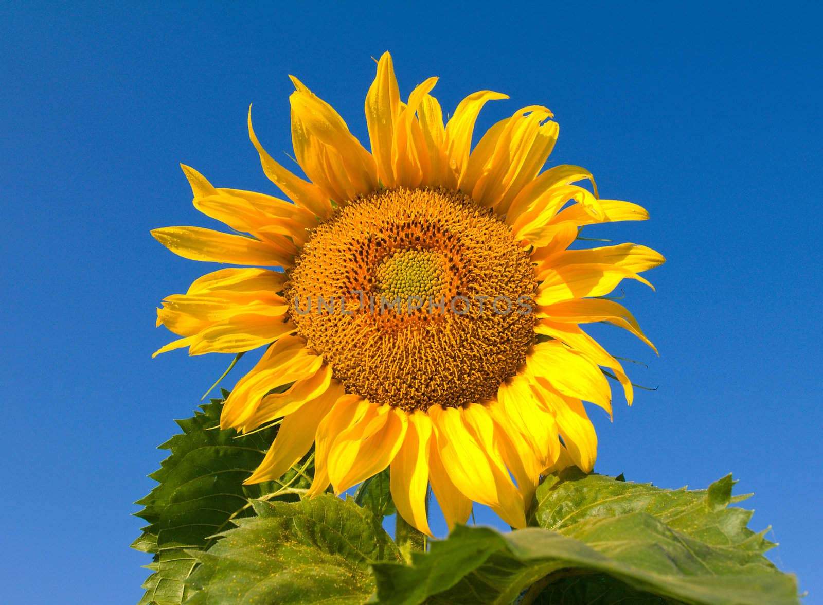 ripe sunflower against blue sky