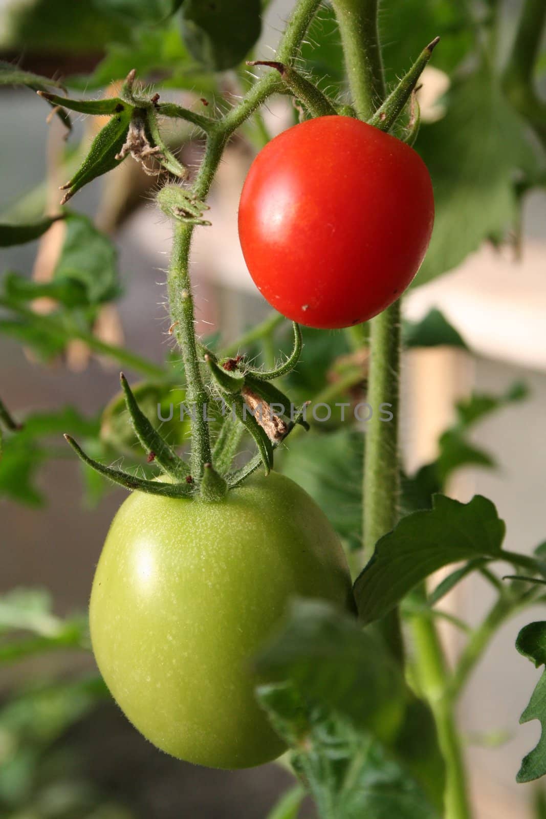 Tomatoes on the bush