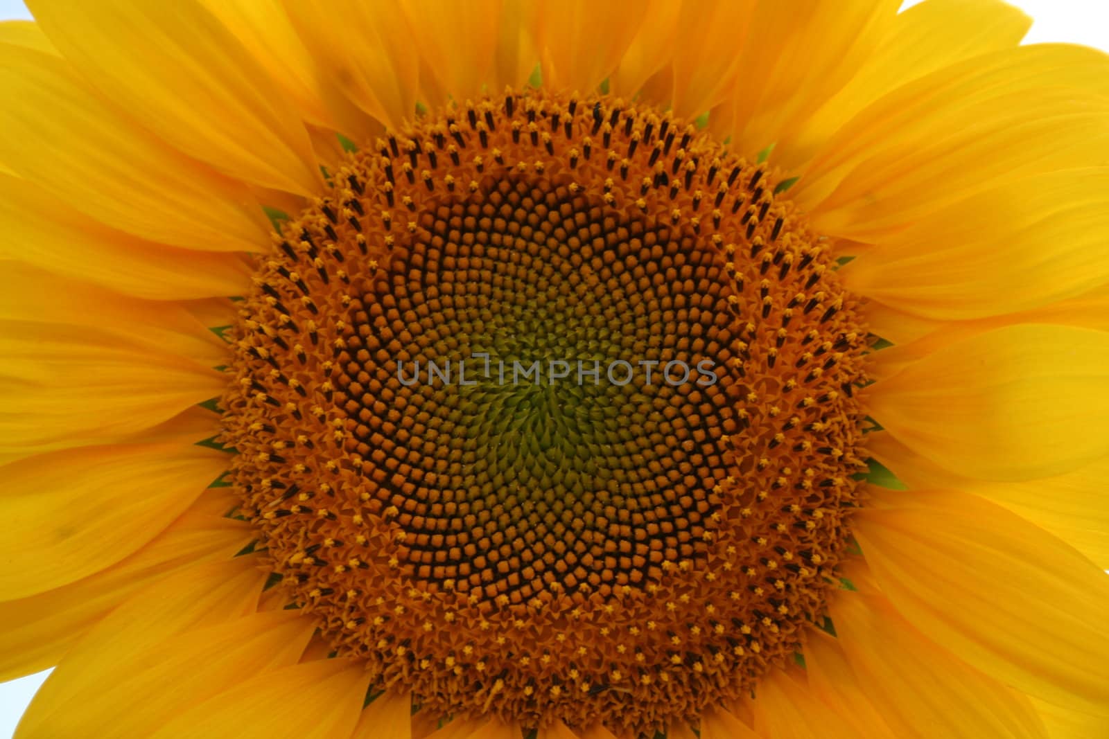 Nice sunflower - detail of the centre of the flower