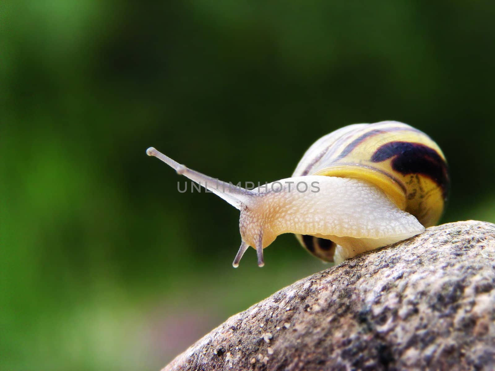 Snail on the stone with green background