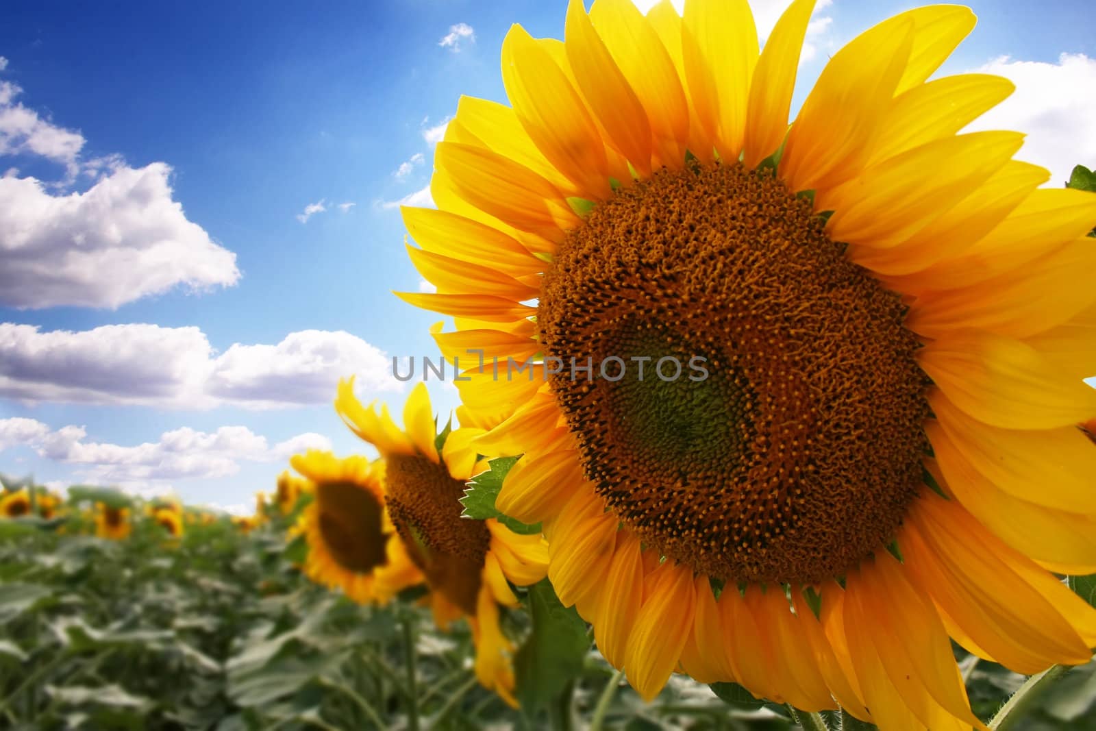 Sunflower with blue sky on the background