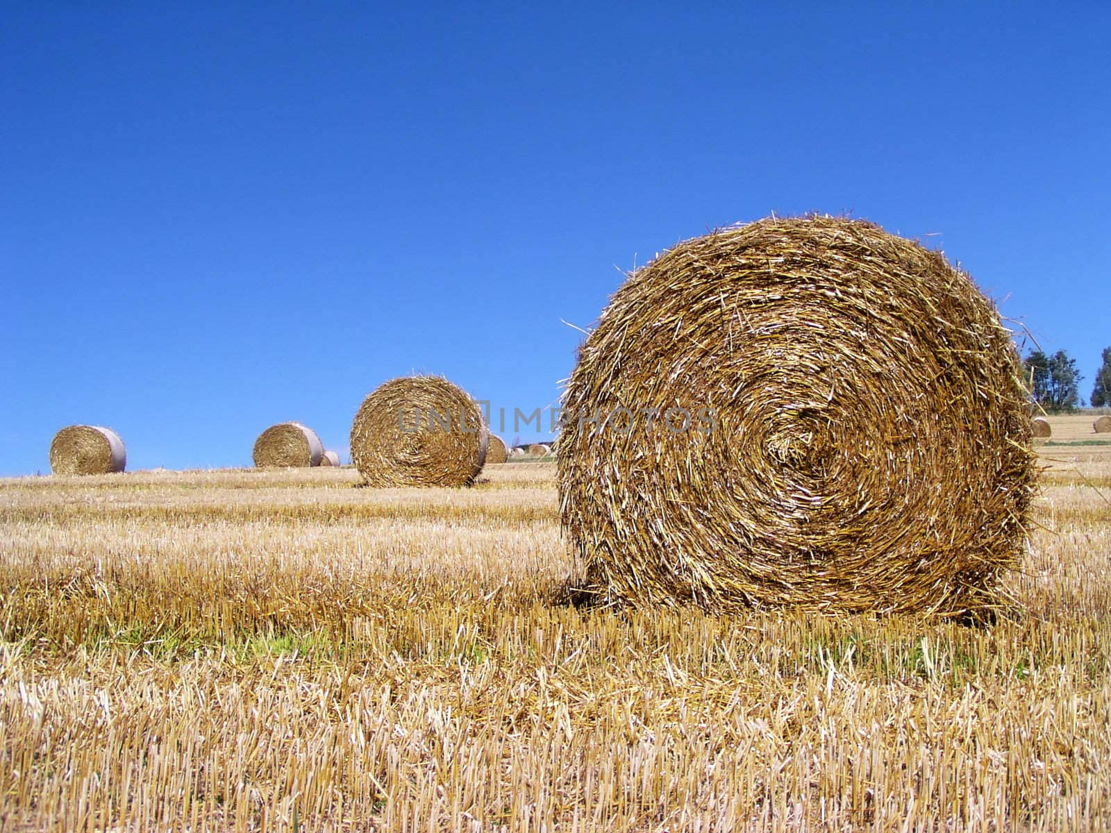 Harvested Rolls of Straw - in hot summer day