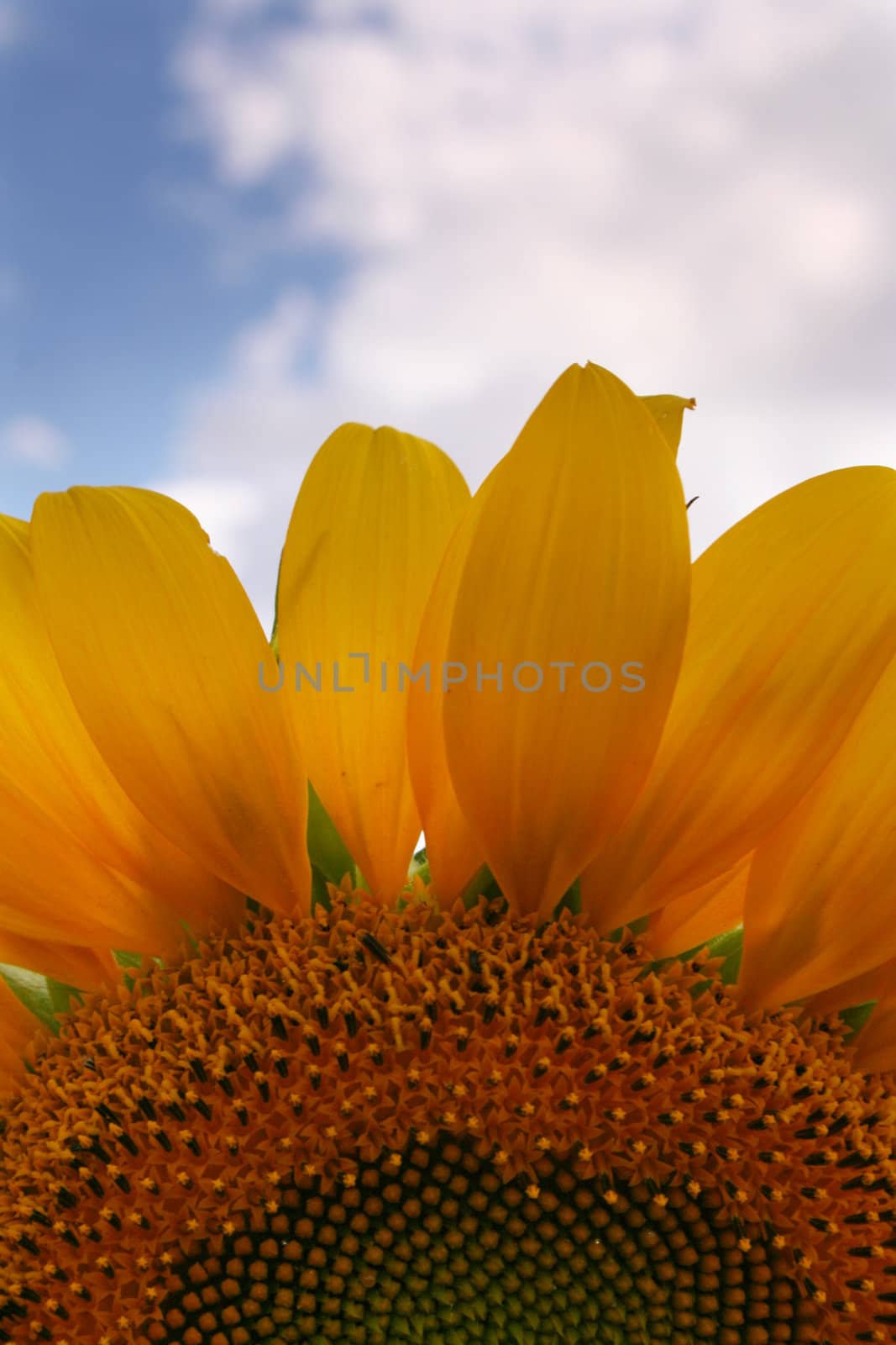 Nice sunflower under blue sky
