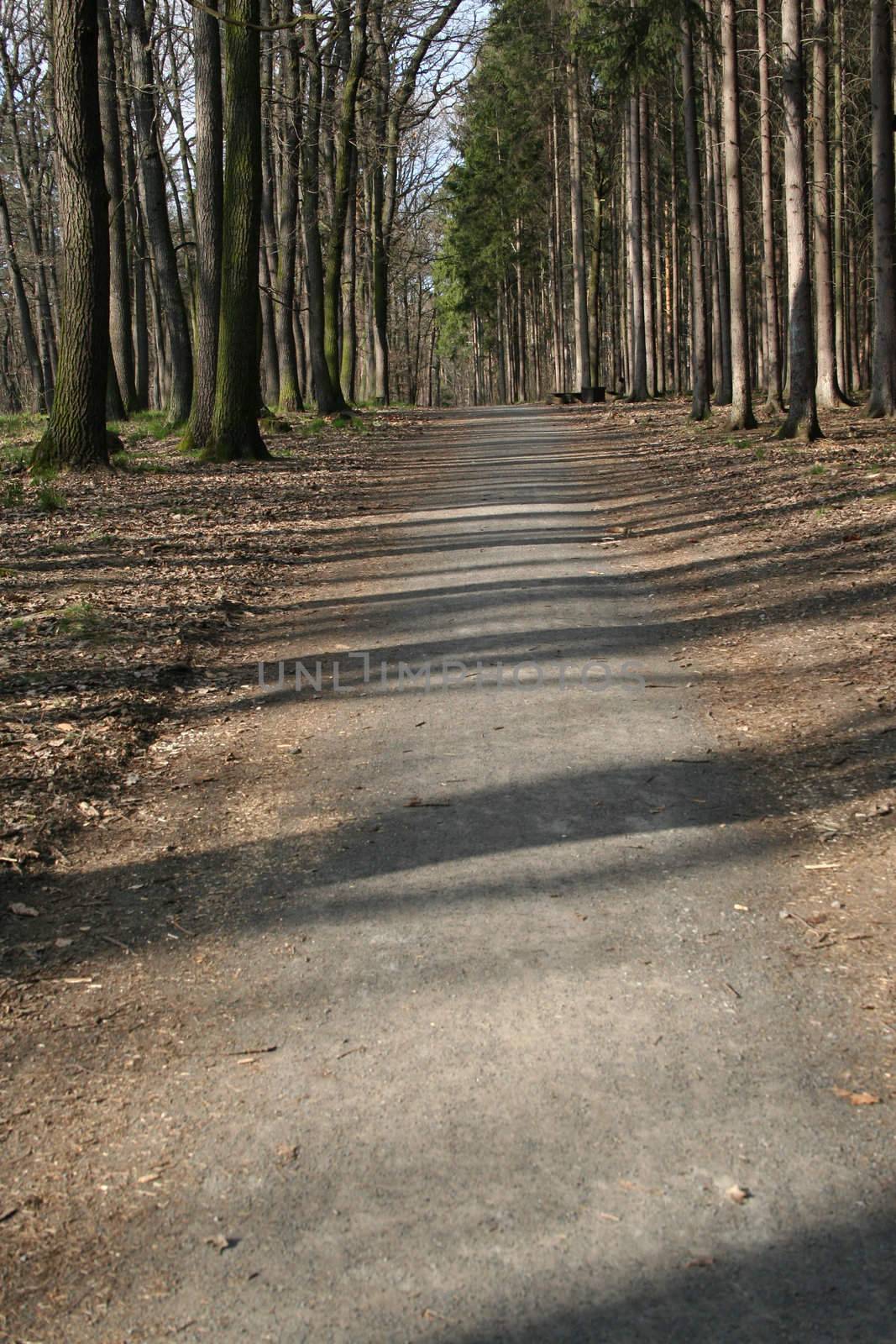 Forest with a path in the spring