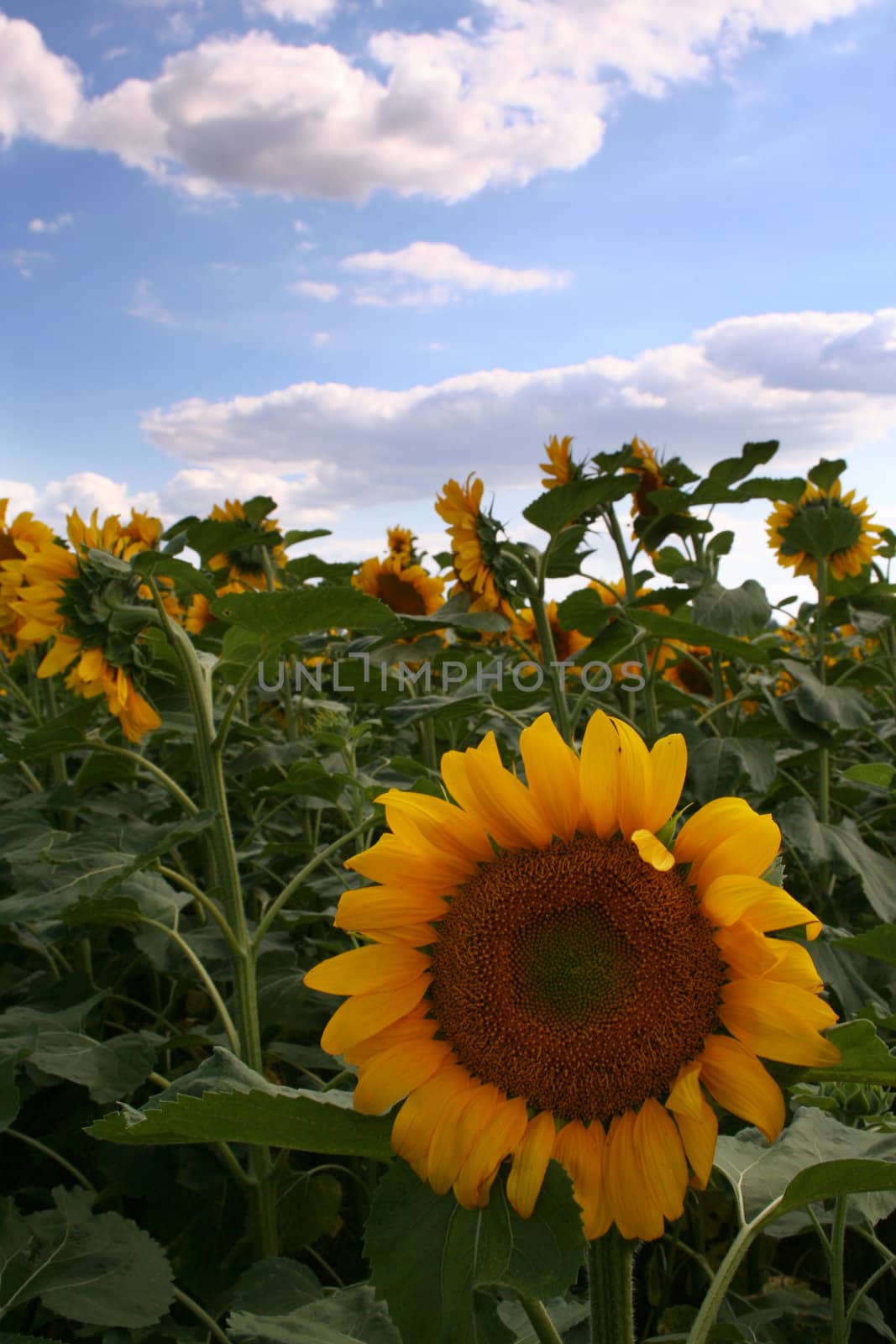 Nice sunflower under blue sky