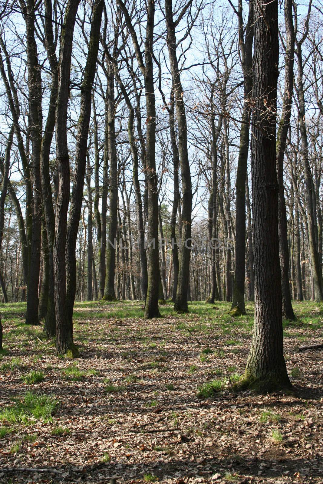 Forest in the spring