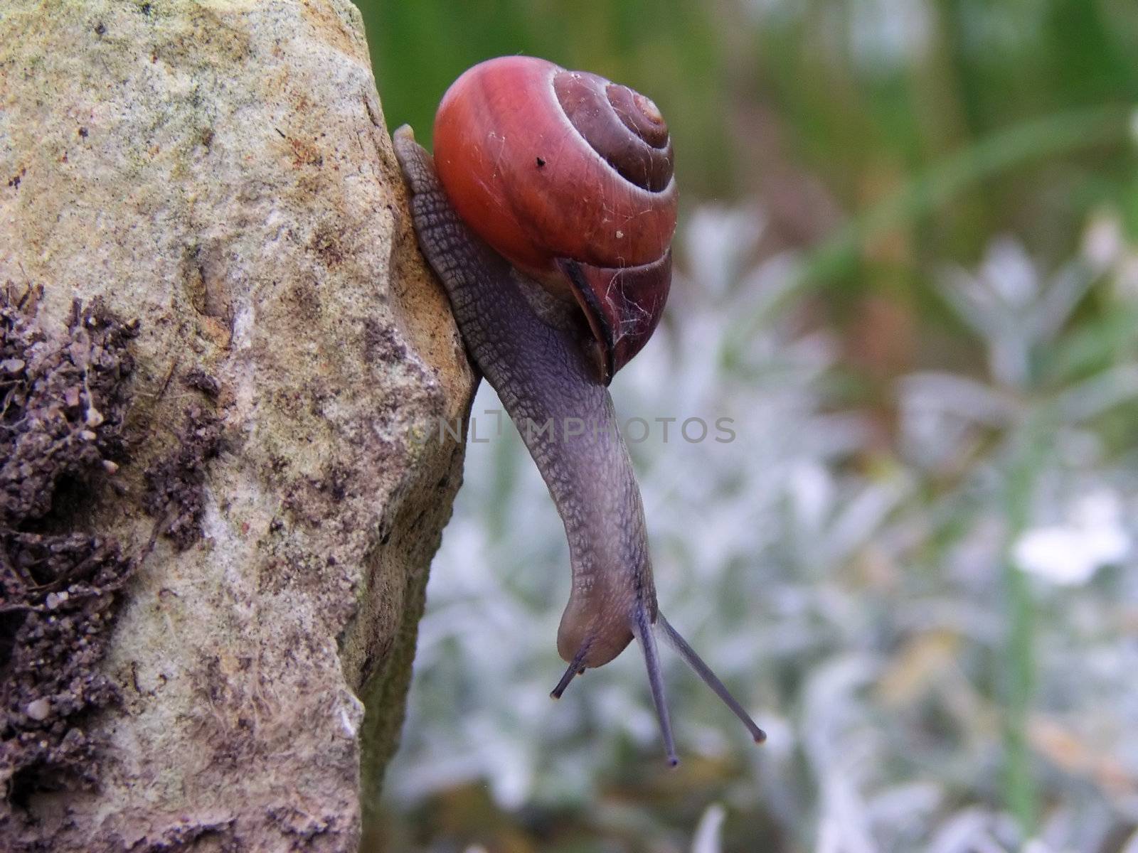 Curious snail before he fall down