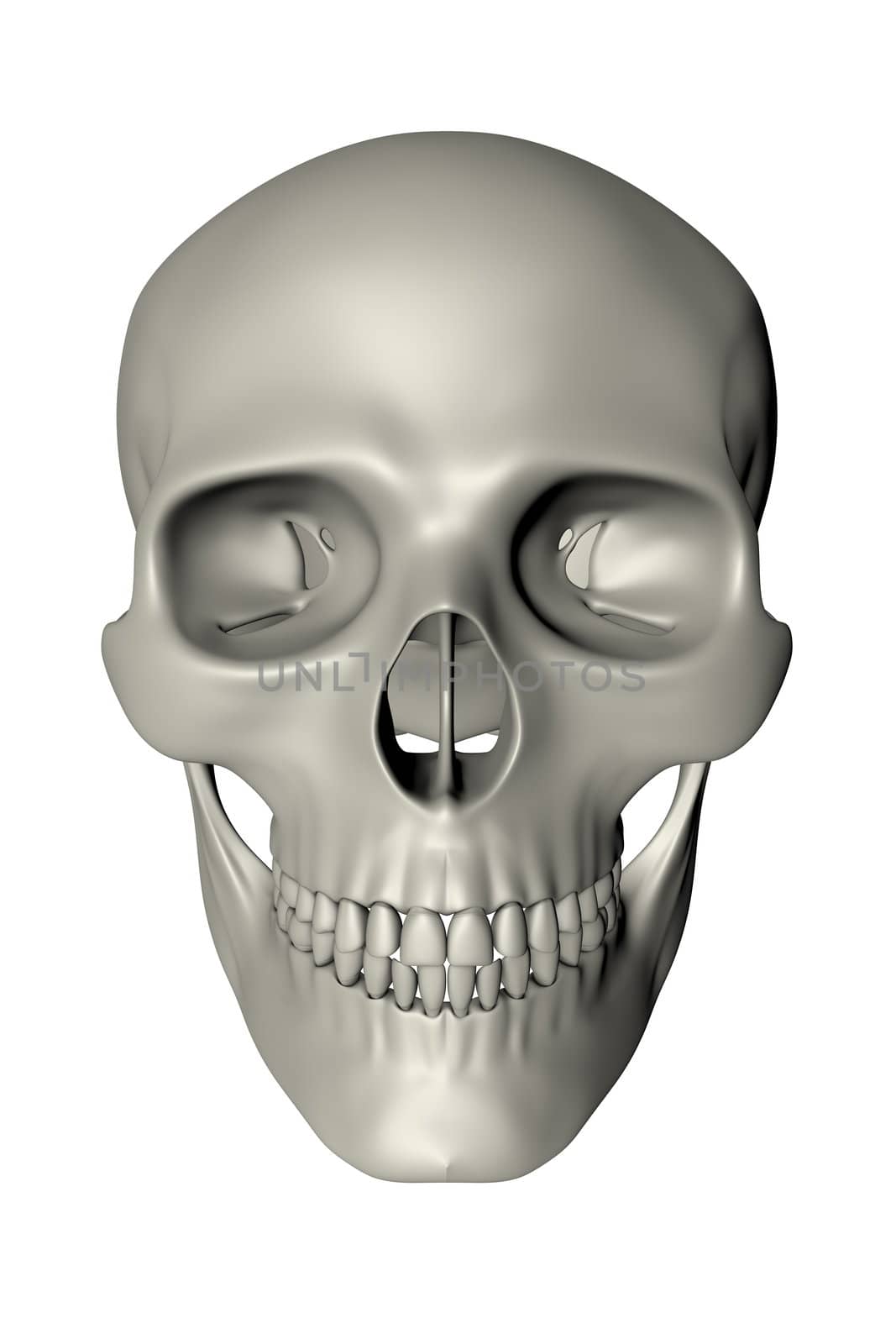 Human Skull - Front View by PixBox