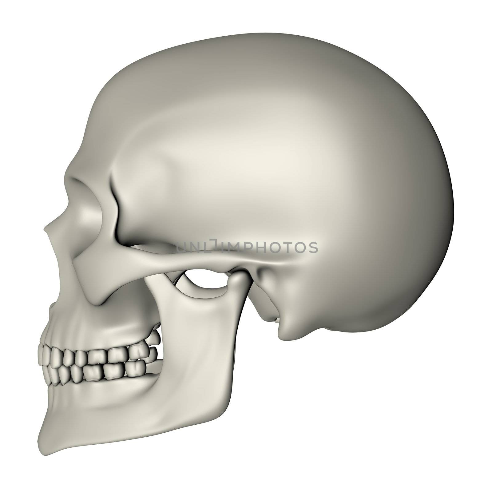 rendered image of a human skull - side view