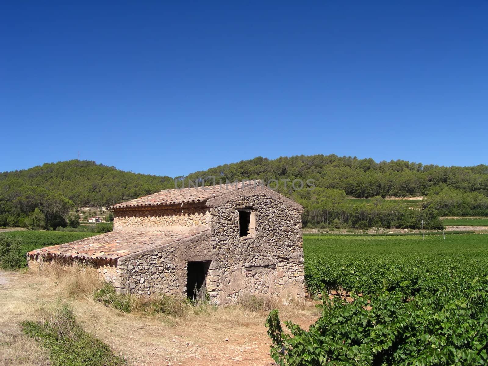 Vineyard in Provence with ancient building (France)