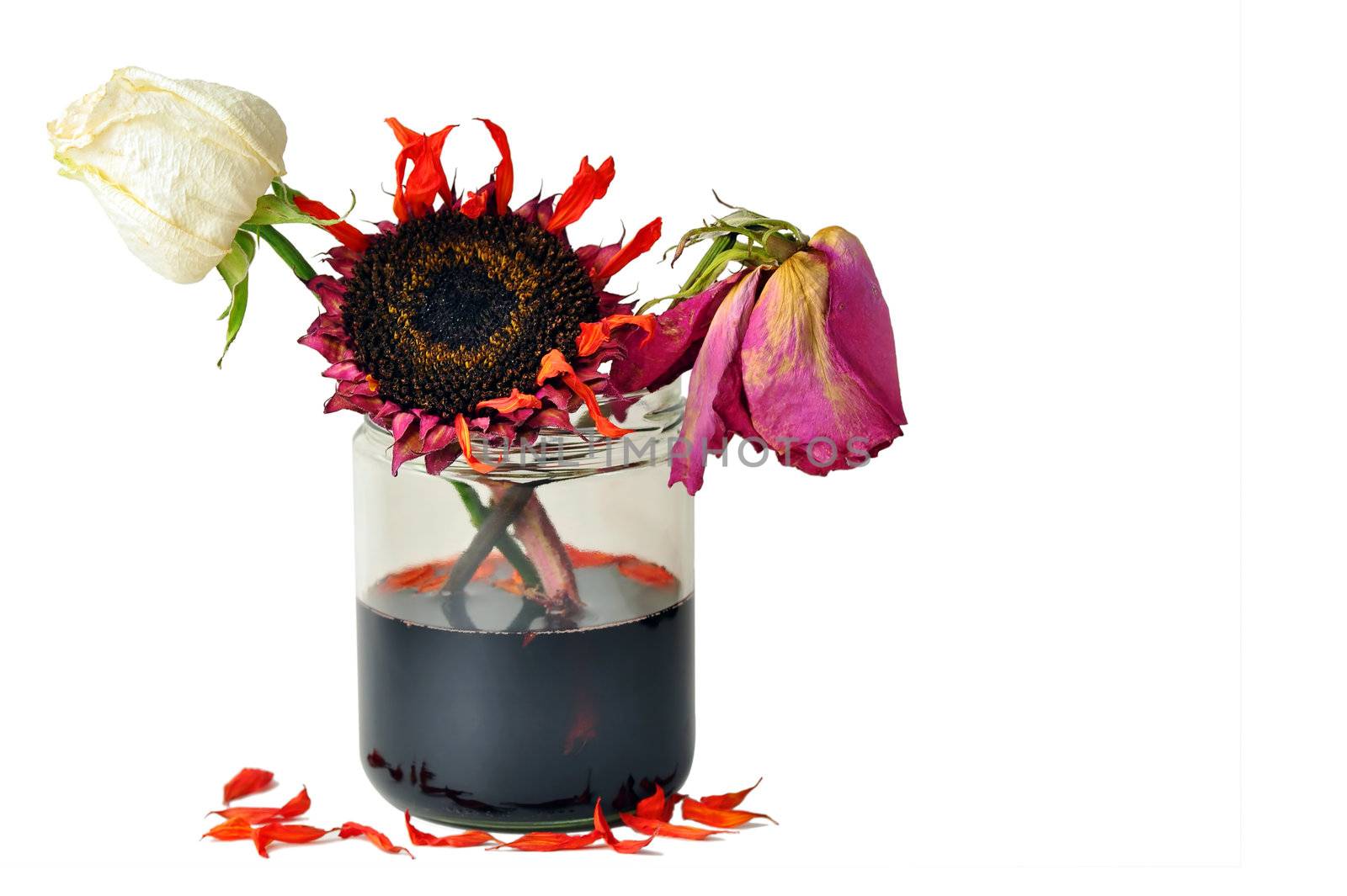 Break up, aging or death concept: Three sad dead wilted flowers in glass jar with merkish dark water.