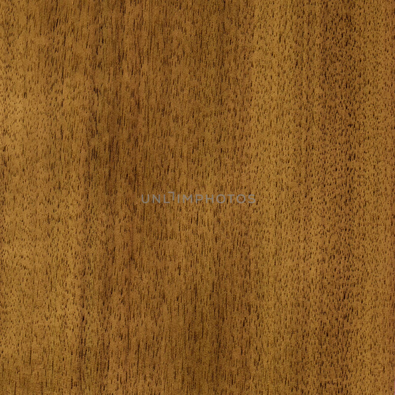 Wood, veneer nutwood tree, natural finishing material