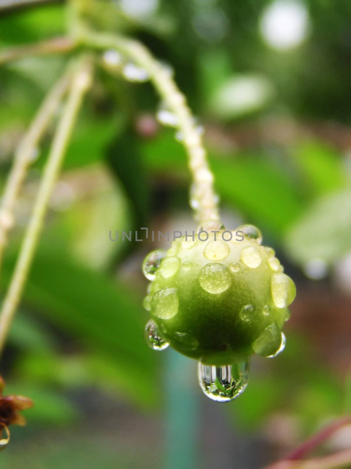 Green cherry with drops