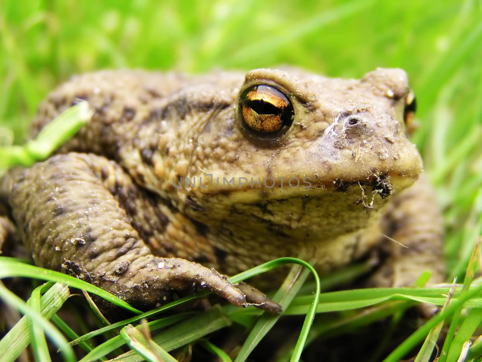 Nice Frog looking from the grass