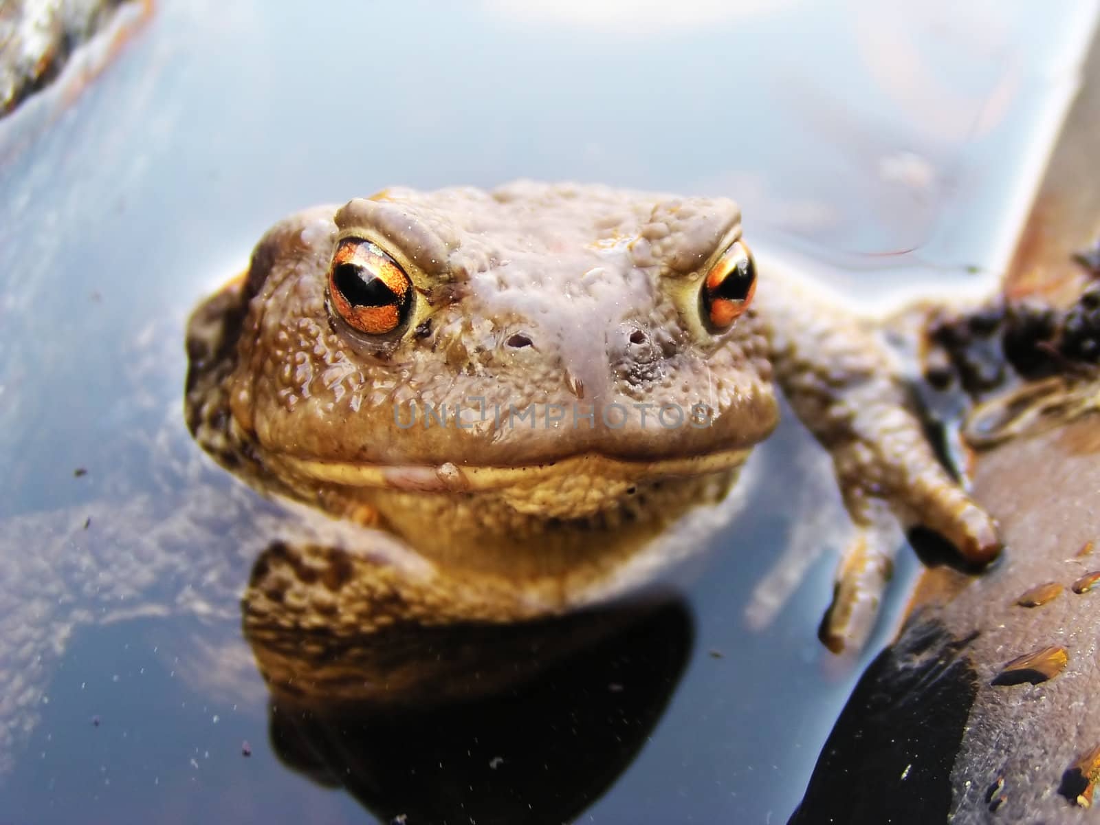 Funny frog looking from the water