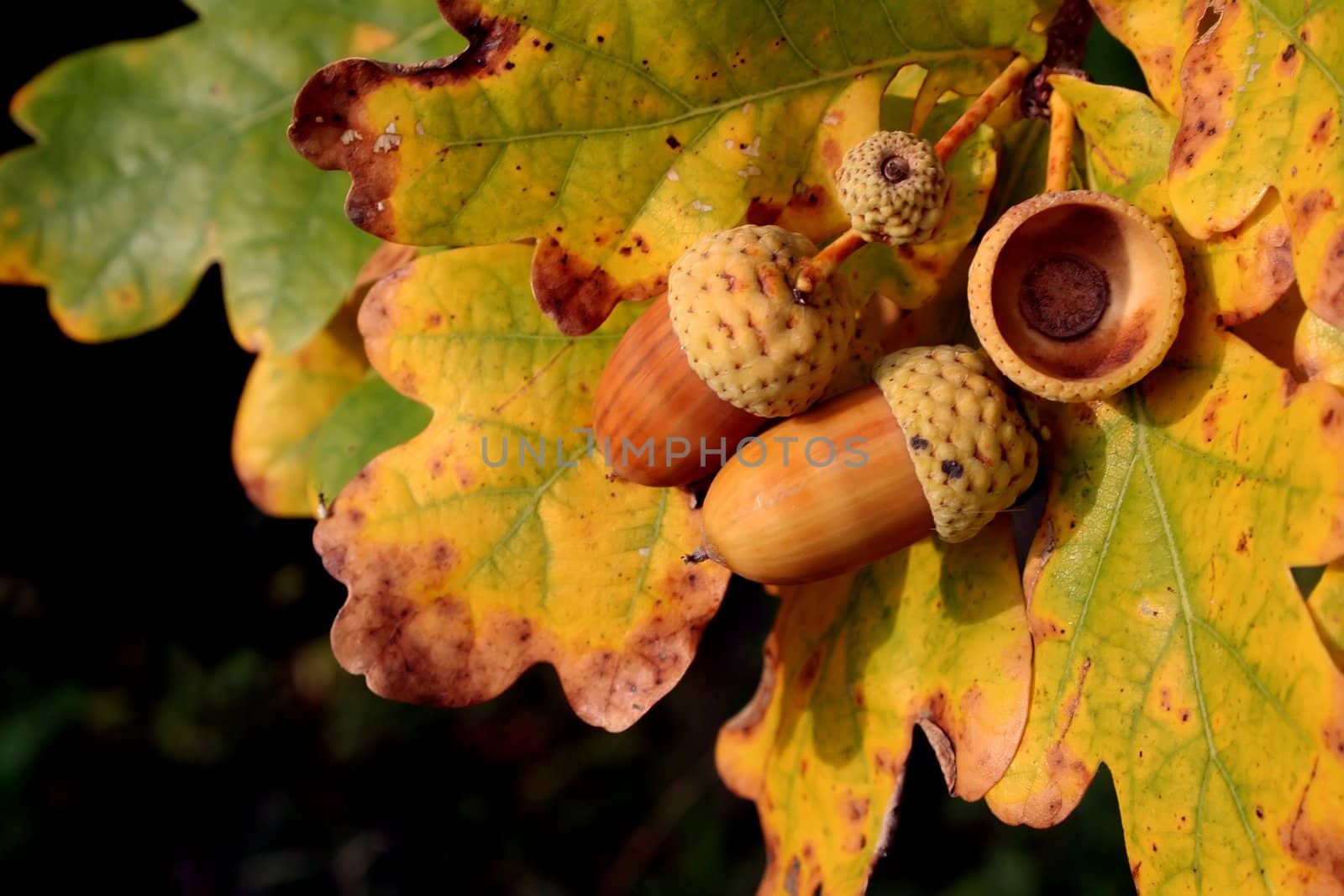 Autumn acorns by orson