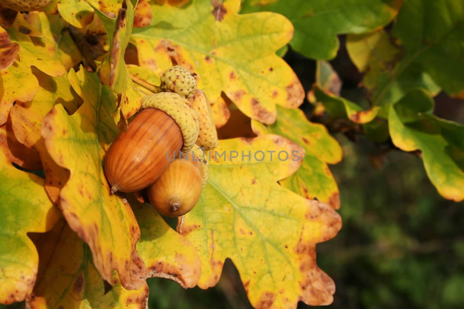 Autumn acorns - nice autumn colors