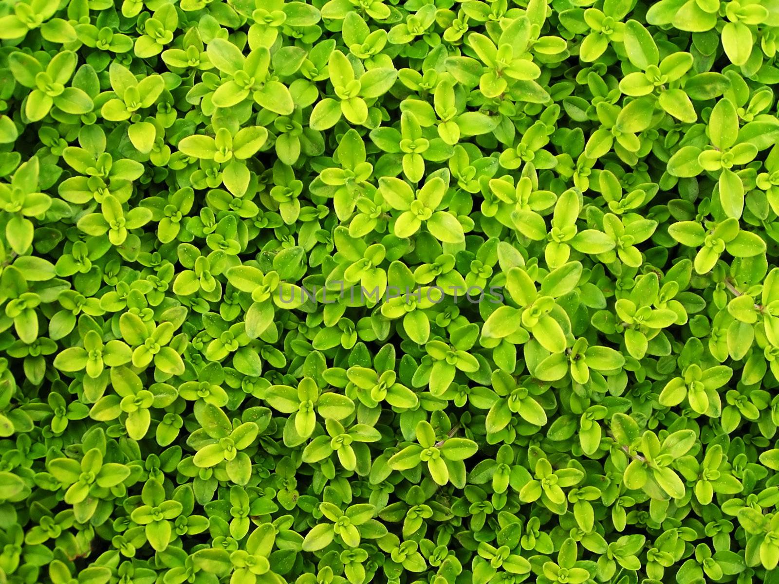 Small green leafs background by orson