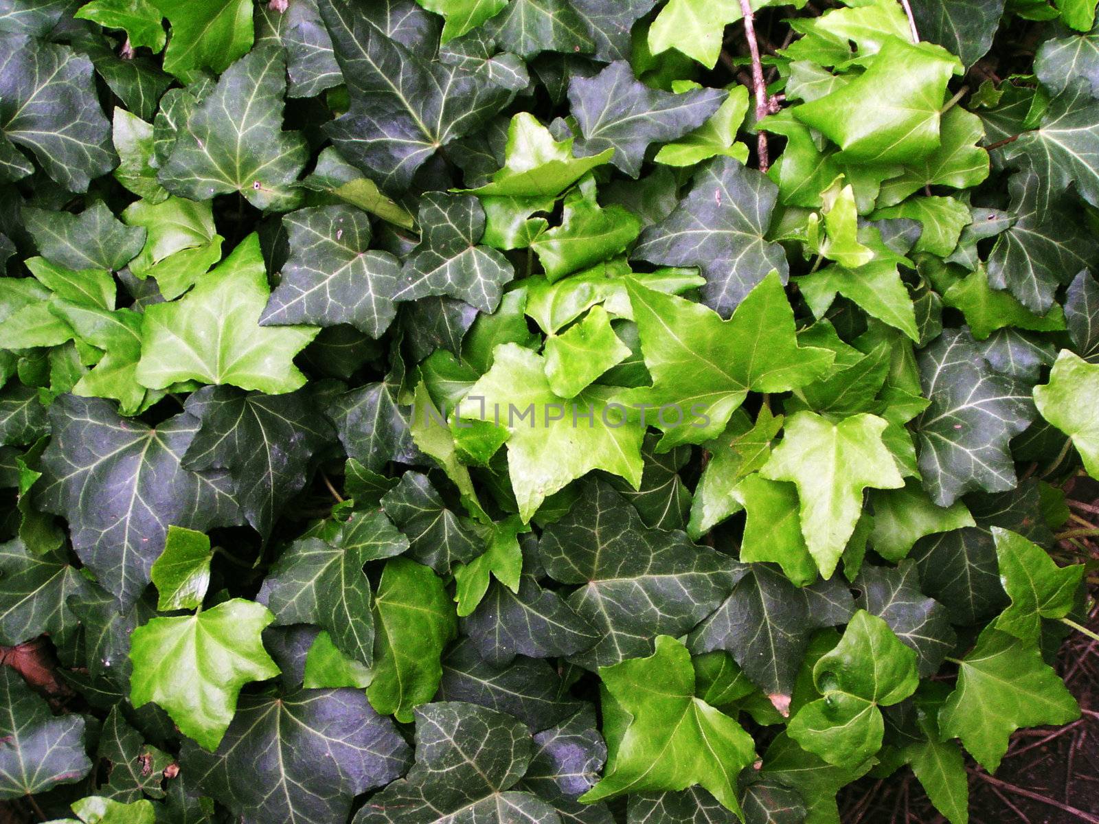 Green ivy background by orson