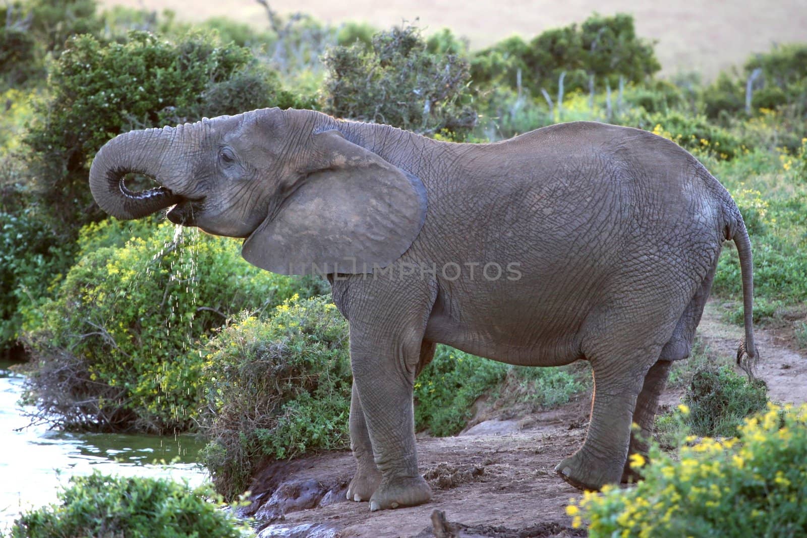 Female African elephant drinking water at a waterhole at sunset