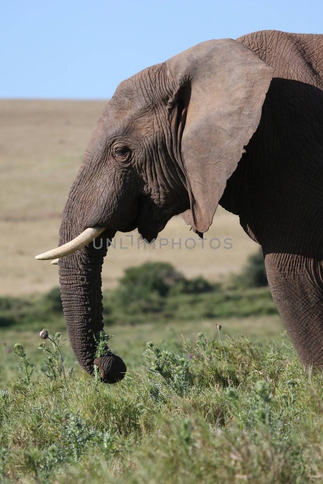 African elephant with tusks eating thistles and grass