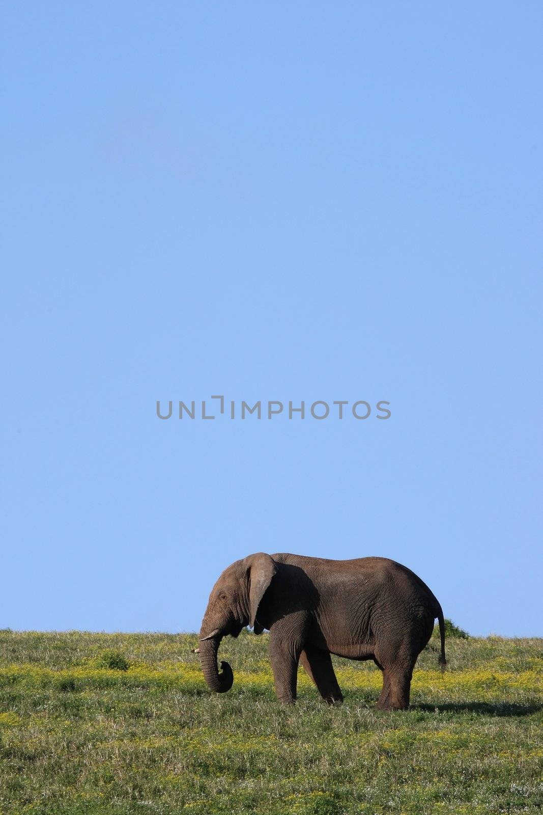 A lone African elephant male grazing on a grassy hill