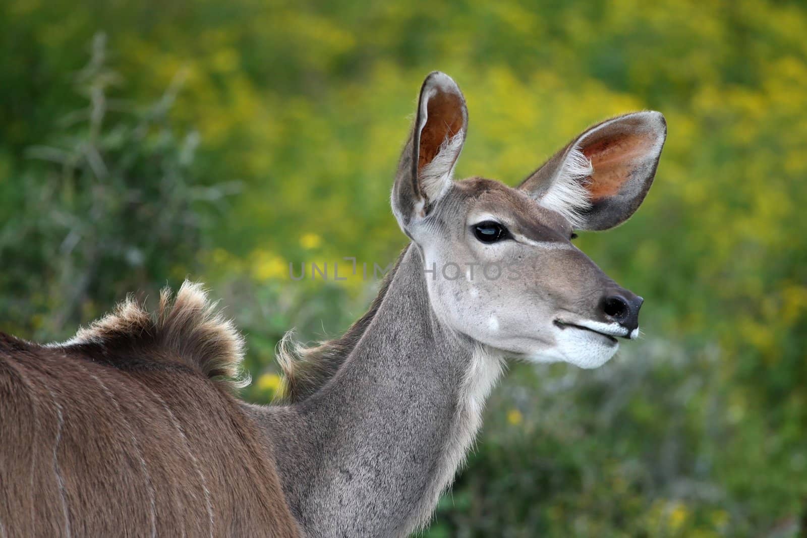 Greater Kudu ewe antelope with large alert ears