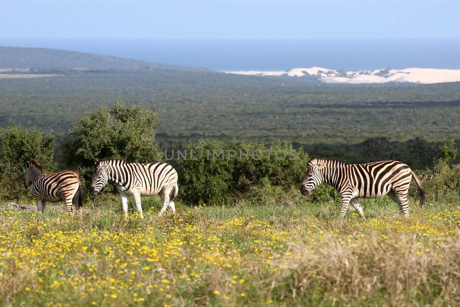 Plains zebras in wild flowers with the coast in the background