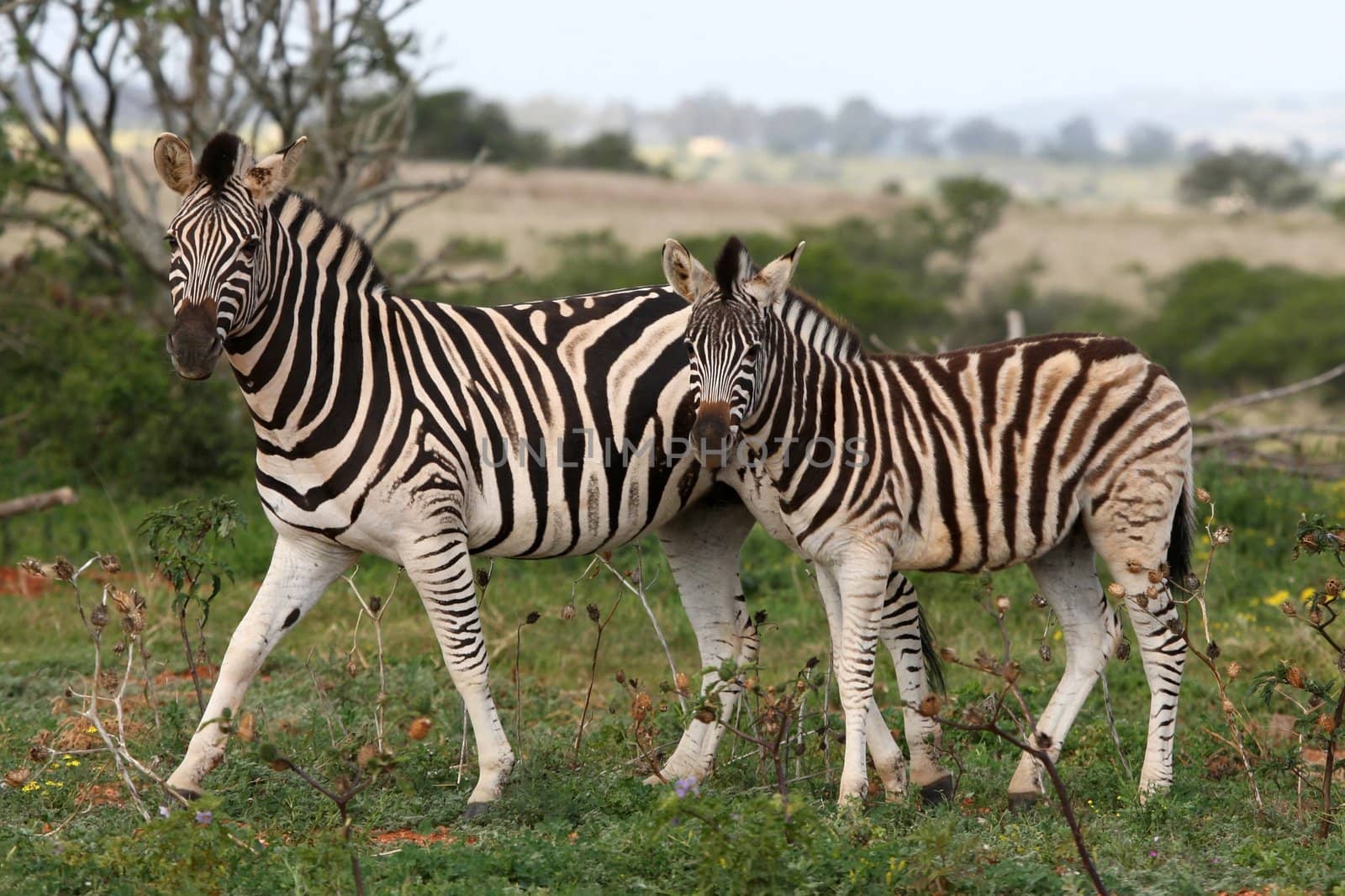 Mother Burchells or Plains zebra with her sub adult offspring